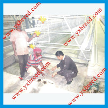 Poultry Farm Equipment